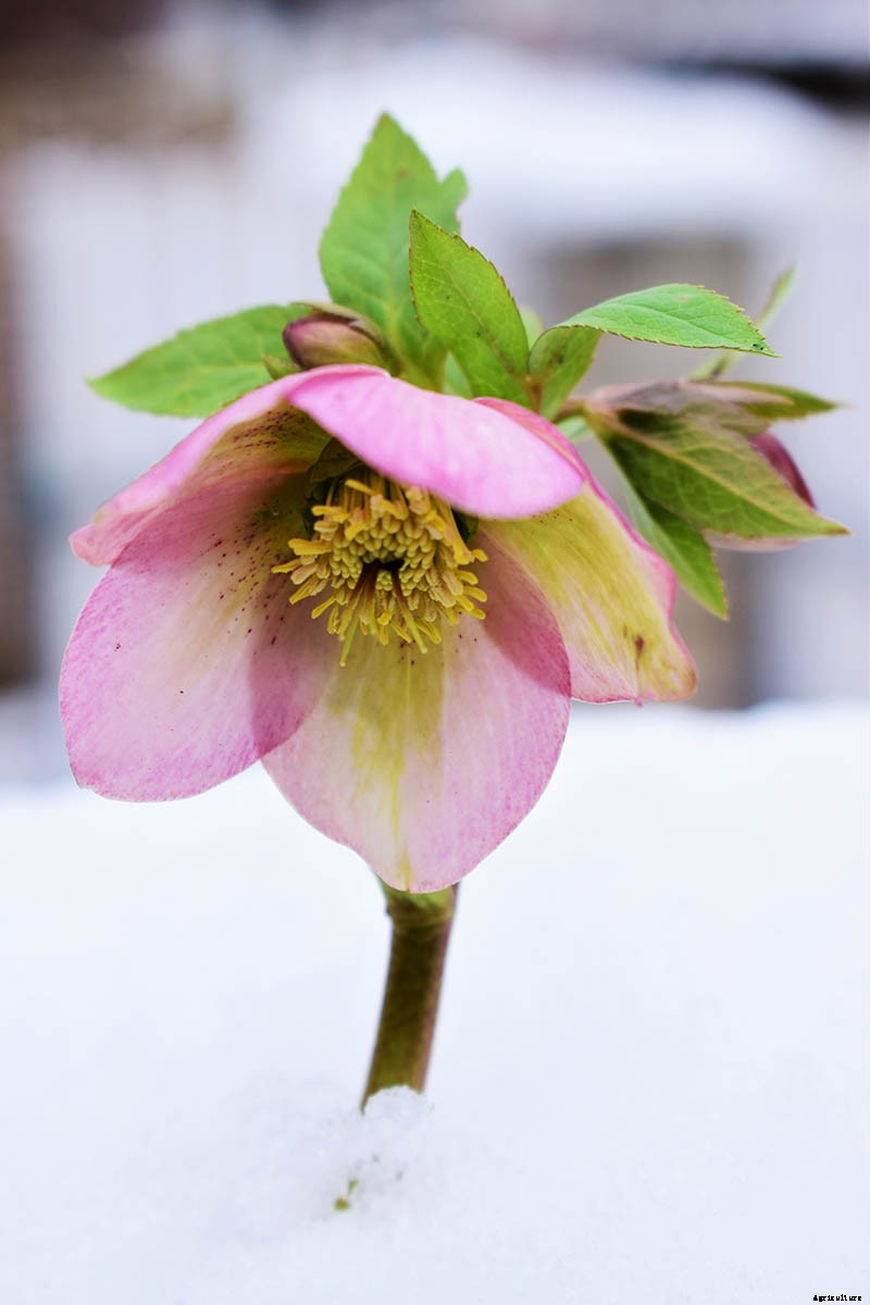 How to Grow Hellebores, the Winter-to-Spring Sensation