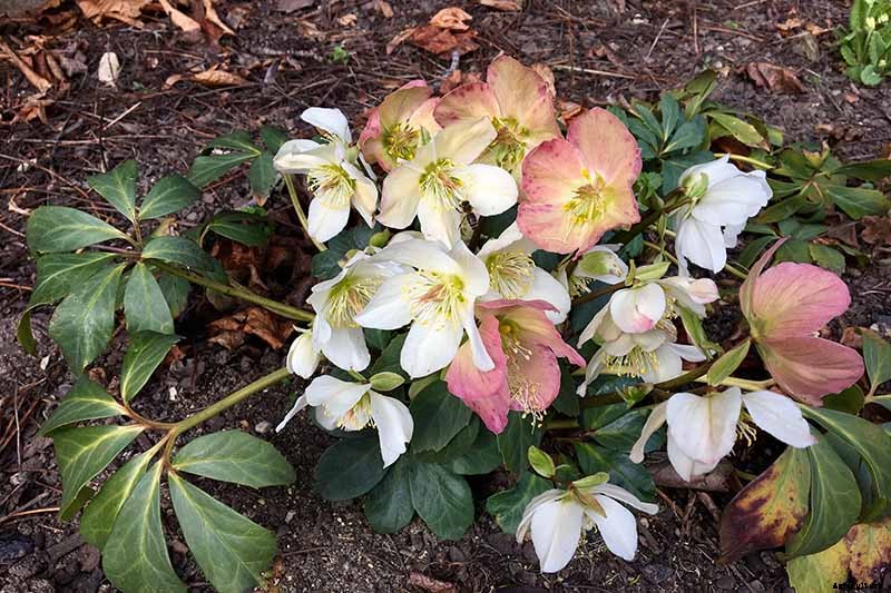 How to Grow Hellebores, the Winter-to-Spring Sensation