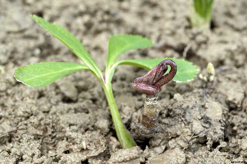 How to Grow Hellebores, the Winter-to-Spring Sensation