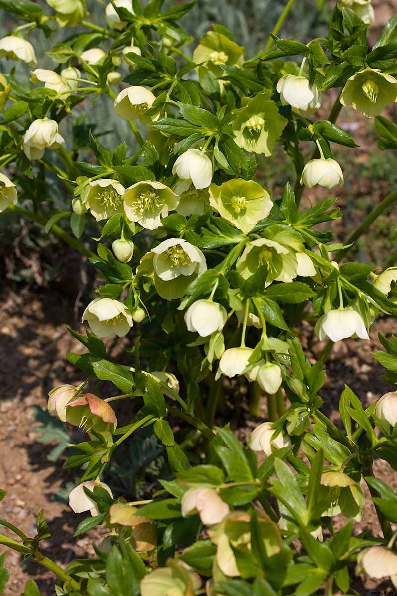 How to Grow Hellebores, the Winter-to-Spring Sensation