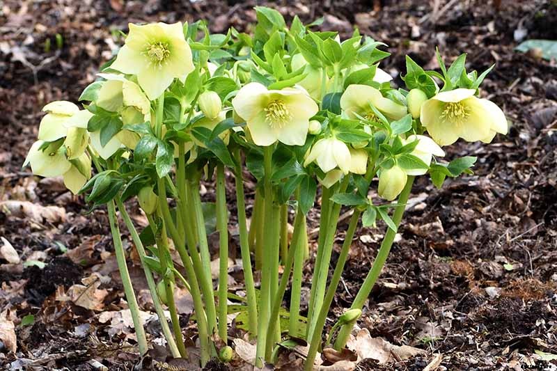How to Grow Hellebores, the Winter-to-Spring Sensation
