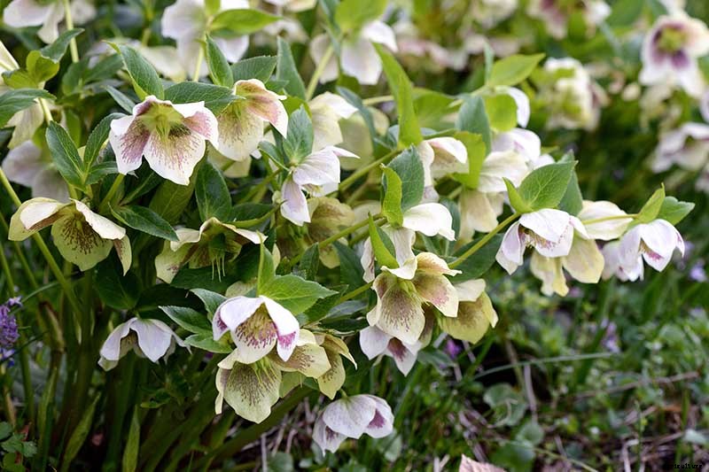 How to Grow Hellebores, the Winter-to-Spring Sensation