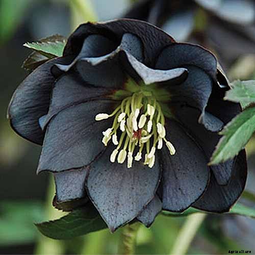 How to Grow Hellebores, the Winter-to-Spring Sensation