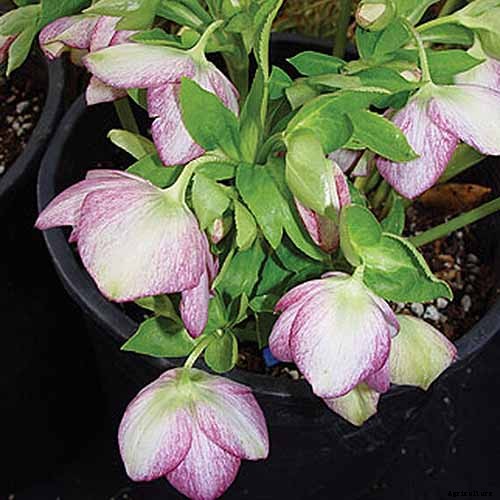How to Grow Hellebores, the Winter-to-Spring Sensation