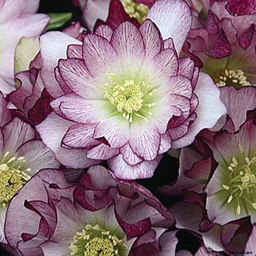 How to Grow Hellebores, the Winter-to-Spring Sensation
