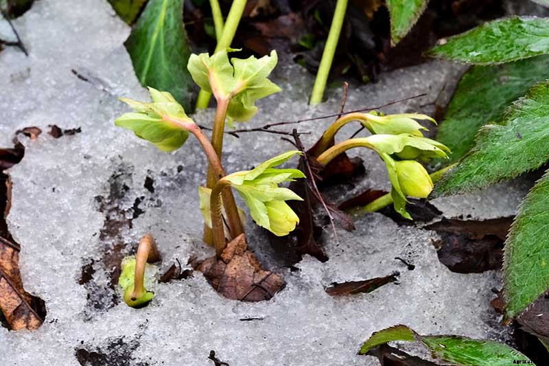 How to Grow Hellebores, the Winter-to-Spring Sensation