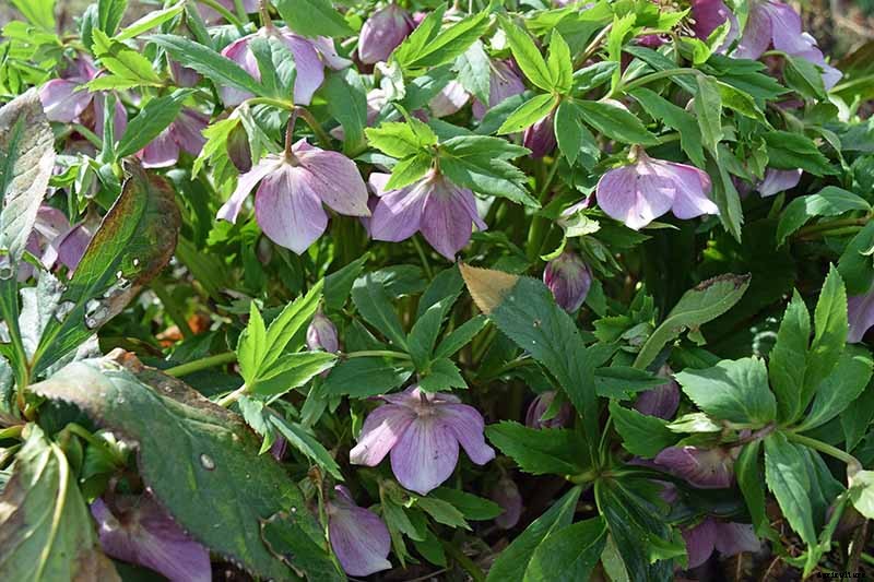 How to Grow Hellebores, the Winter-to-Spring Sensation