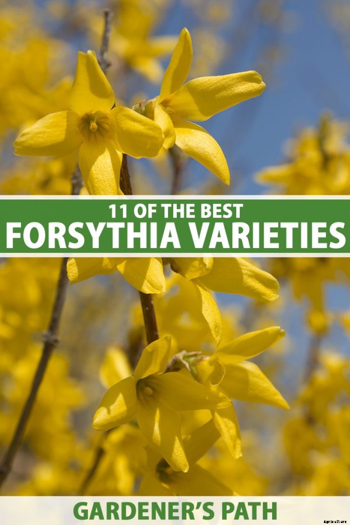 11 of the Best Forsythia Varieties for Glorious Spring Color