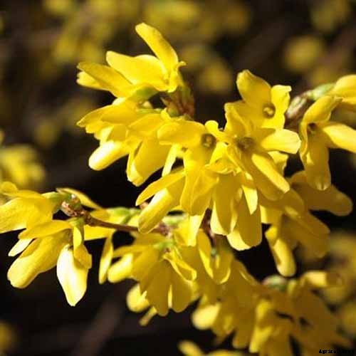 11 of the Best Forsythia Varieties for Glorious Spring Color