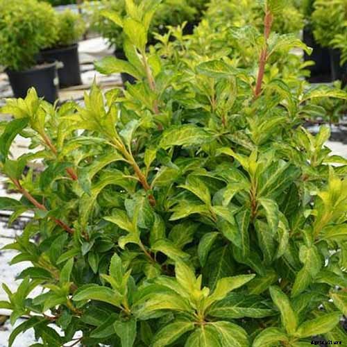 11 of the Best Forsythia Varieties for Glorious Spring Color