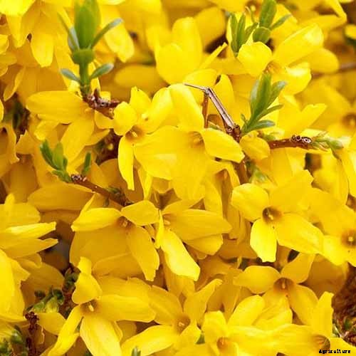 11 of the Best Forsythia Varieties for Glorious Spring Color