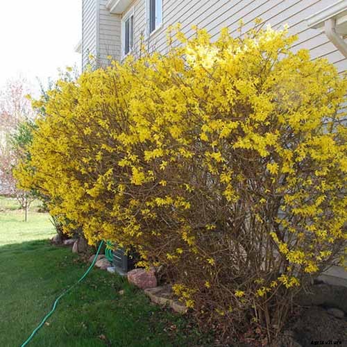 11 of the Best Forsythia Varieties for Glorious Spring Color