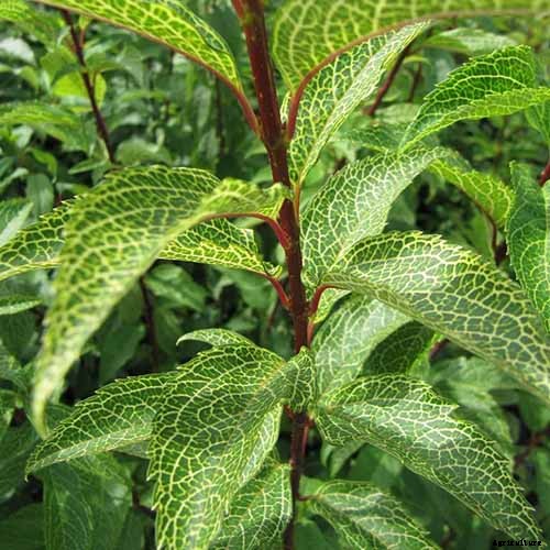 11 of the Best Forsythia Varieties for Glorious Spring Color