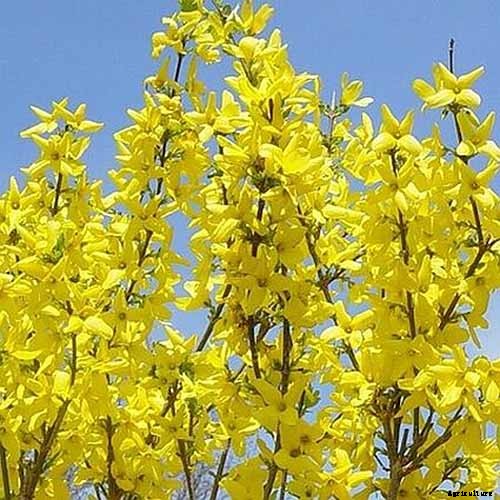 11 of the Best Forsythia Varieties for Glorious Spring Color