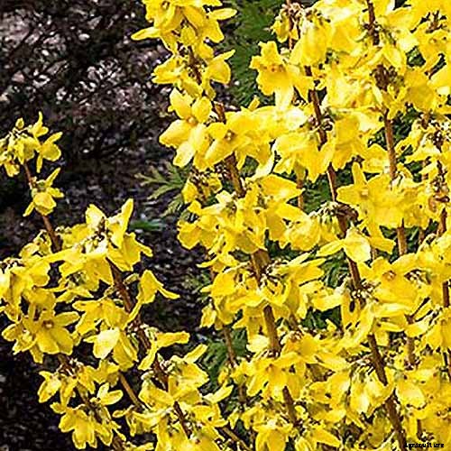 11 of the Best Forsythia Varieties for Glorious Spring Color