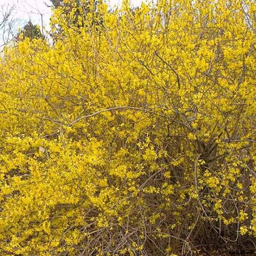 11 of the Best Forsythia Varieties for Glorious Spring Color