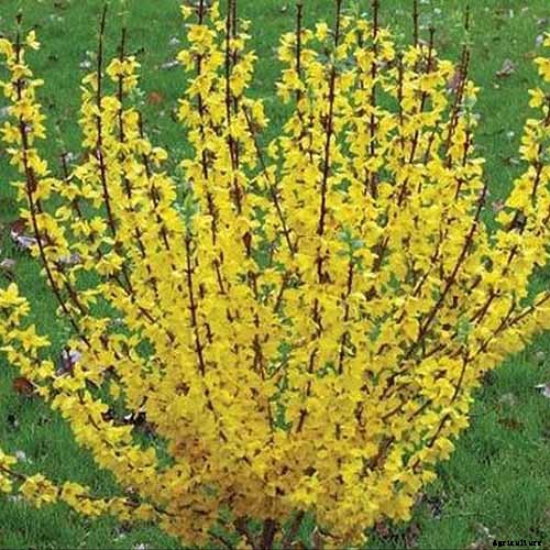 11 of the Best Forsythia Varieties for Glorious Spring Color