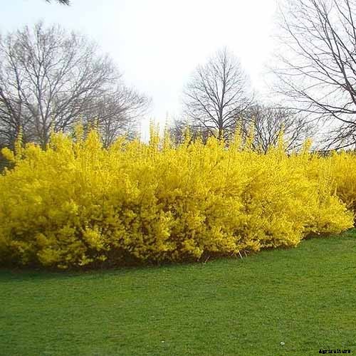 11 of the Best Forsythia Varieties for Glorious Spring Color