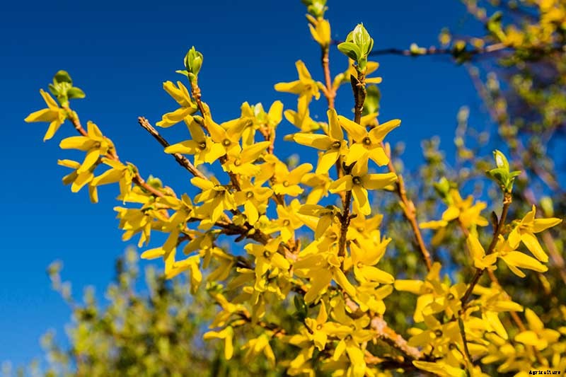 11 of the Best Forsythia Varieties for Glorious Spring Color