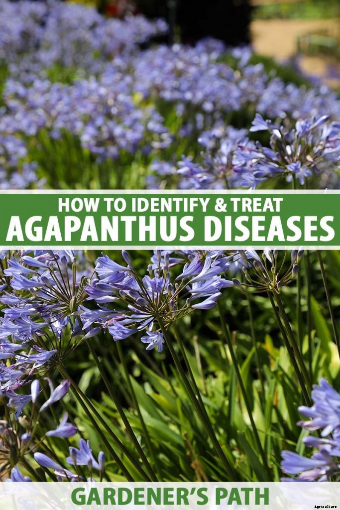 How to Identify and Treat Agapanthus Diseases