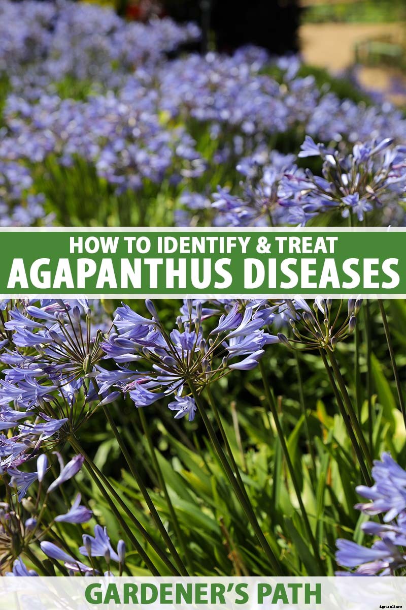 How to Identify and Treat Agapanthus Diseases