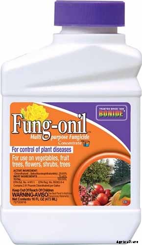 How to Identify and Treat Agapanthus Diseases