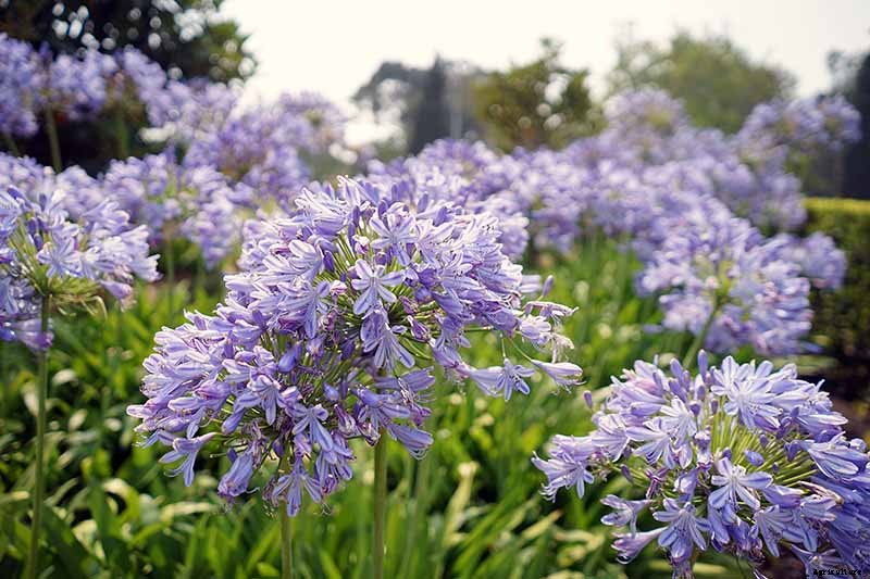 How to Identify and Treat Agapanthus Diseases