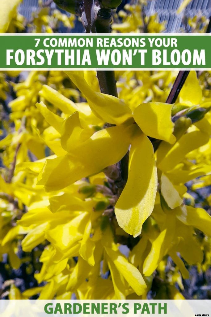 7 Reasons Why Forsythia May Not Bloom