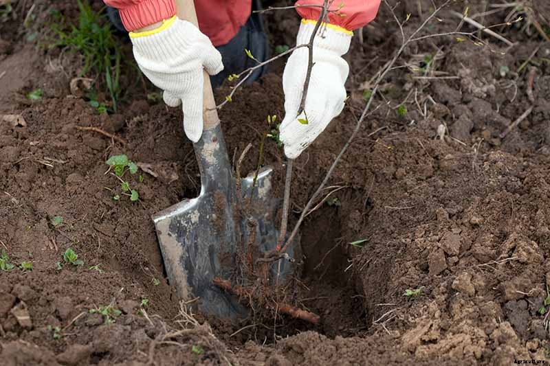 7 Reasons Why Forsythia May Not Bloom