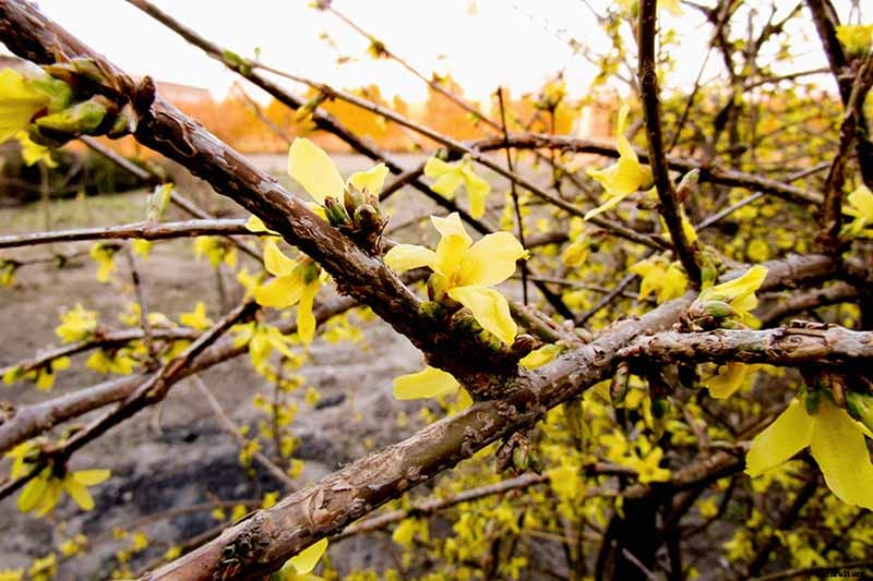 7 Reasons Why Forsythia May Not Bloom