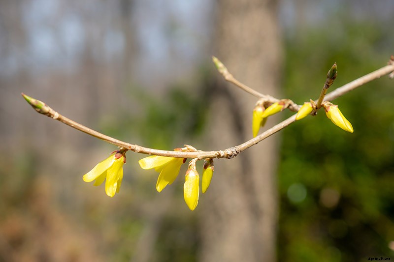 7 Reasons Why Forsythia May Not Bloom