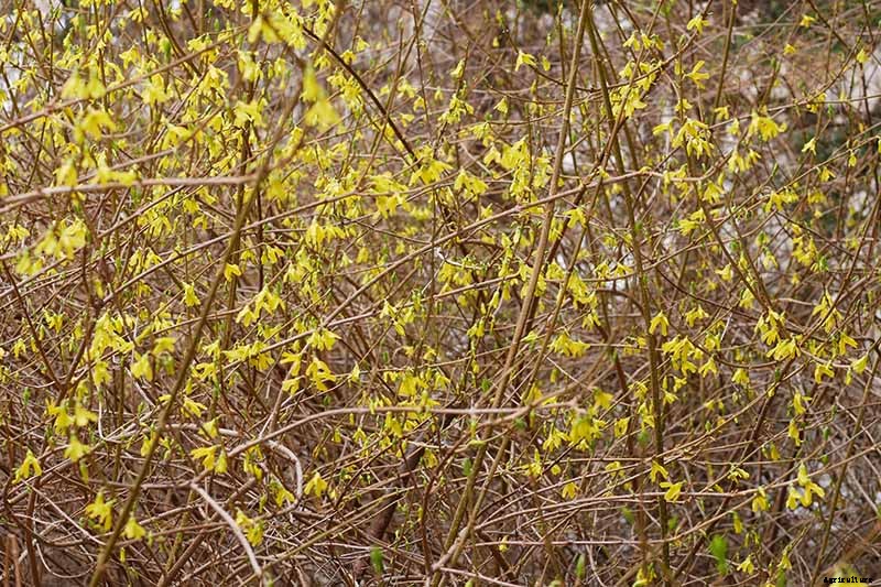 7 Reasons Why Forsythia May Not Bloom