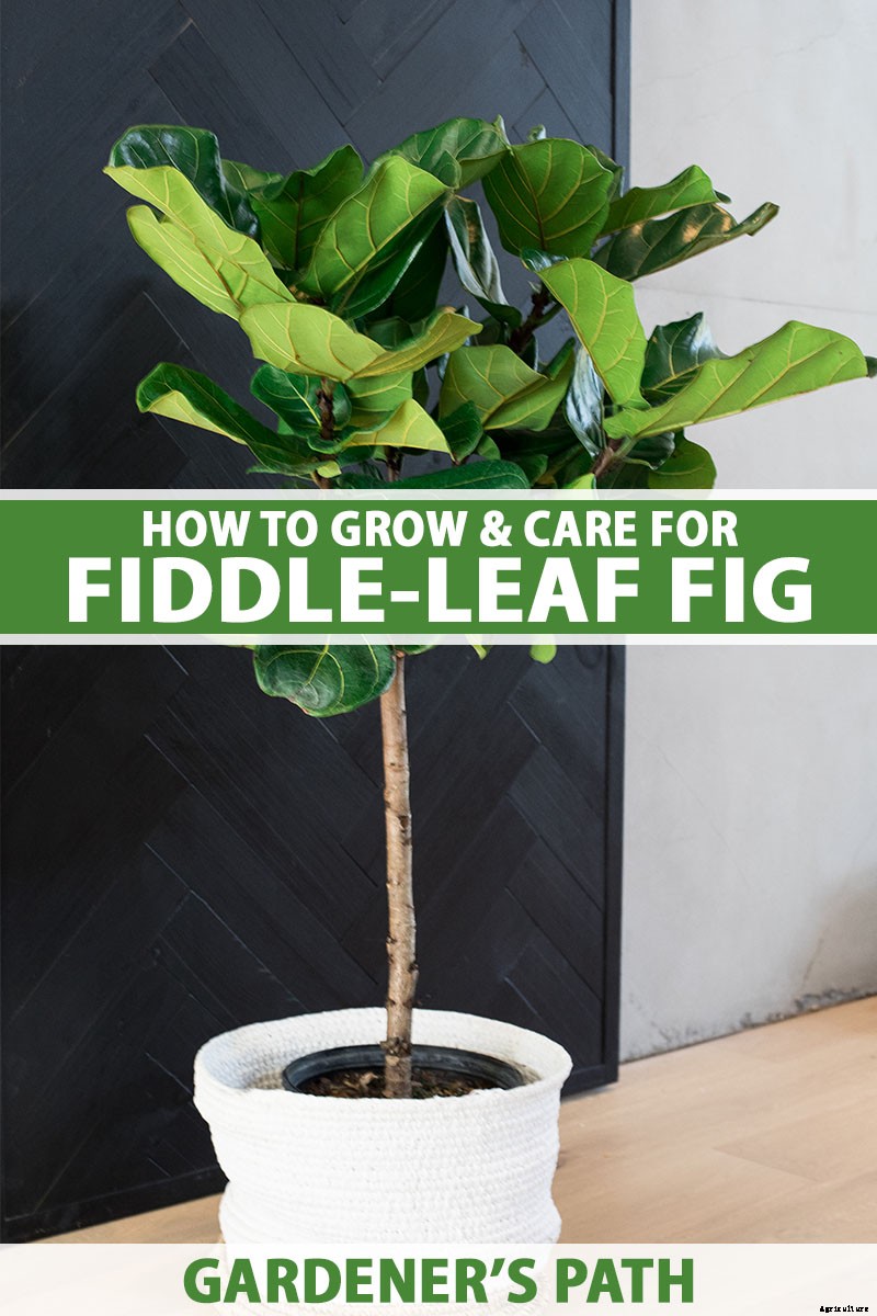 How to Grow and Care for Fiddle-Leaf Fig