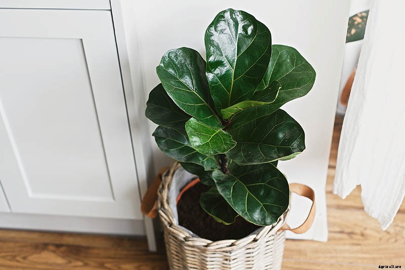 How to Grow and Care for Fiddle-Leaf Fig