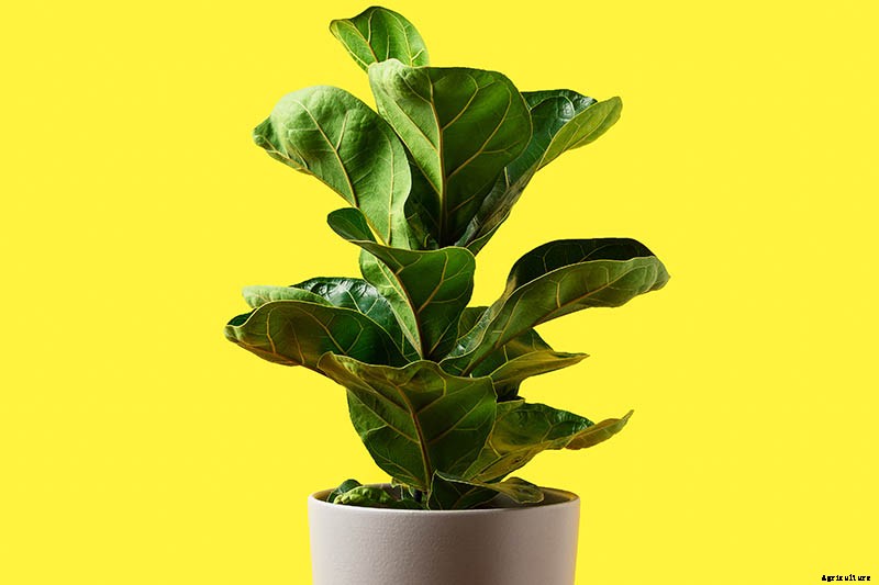 How to Grow and Care for Fiddle-Leaf Fig
