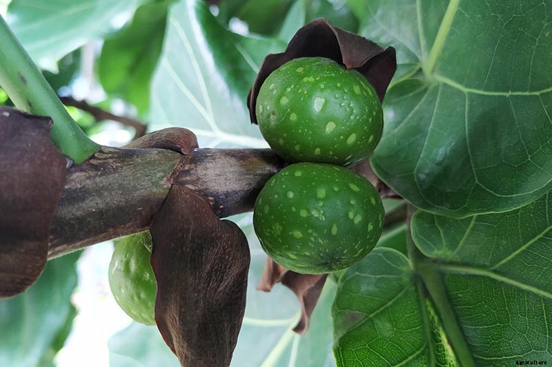 How to Grow and Care for Fiddle-Leaf Fig