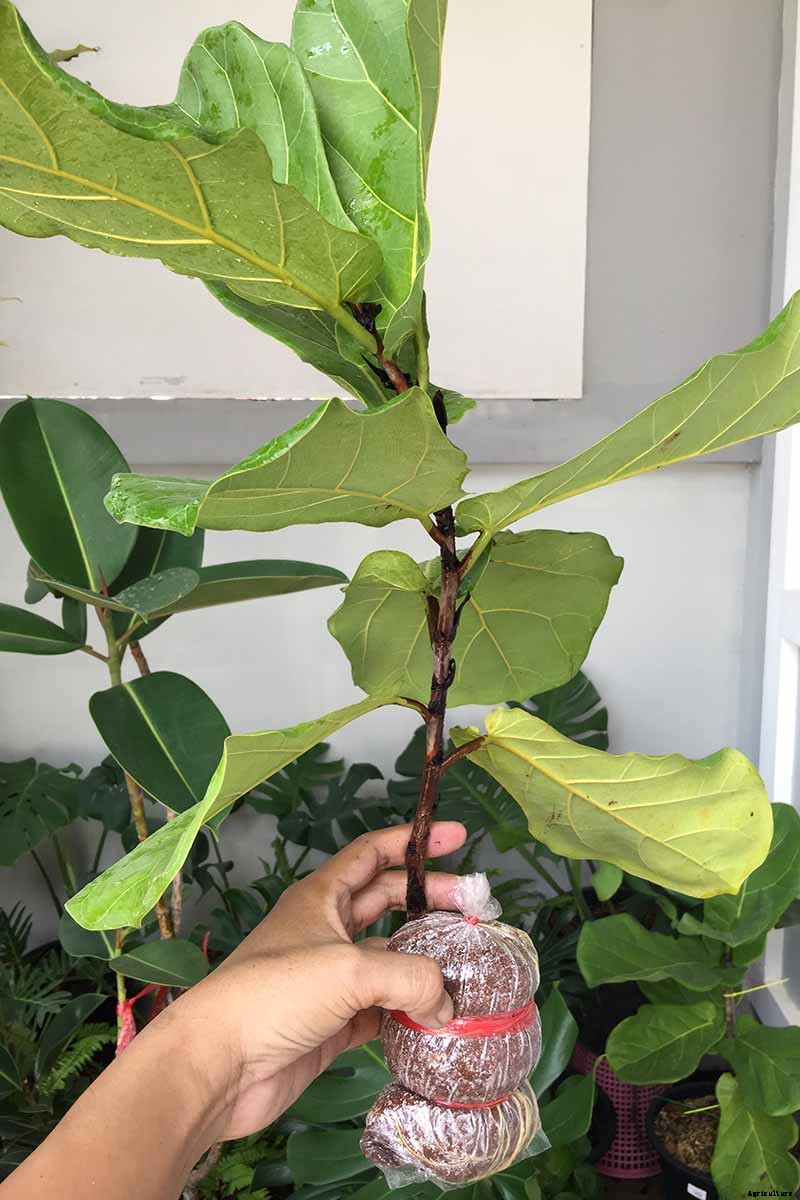 How to Grow and Care for Fiddle-Leaf Fig
