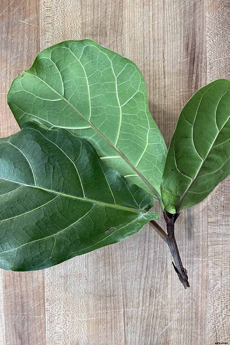 How to Grow and Care for Fiddle-Leaf Fig