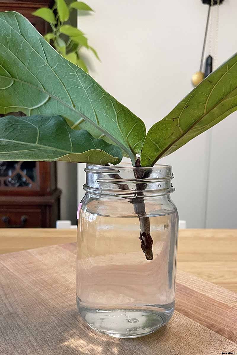 How to Grow and Care for Fiddle-Leaf Fig