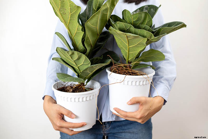 How to Grow and Care for Fiddle-Leaf Fig