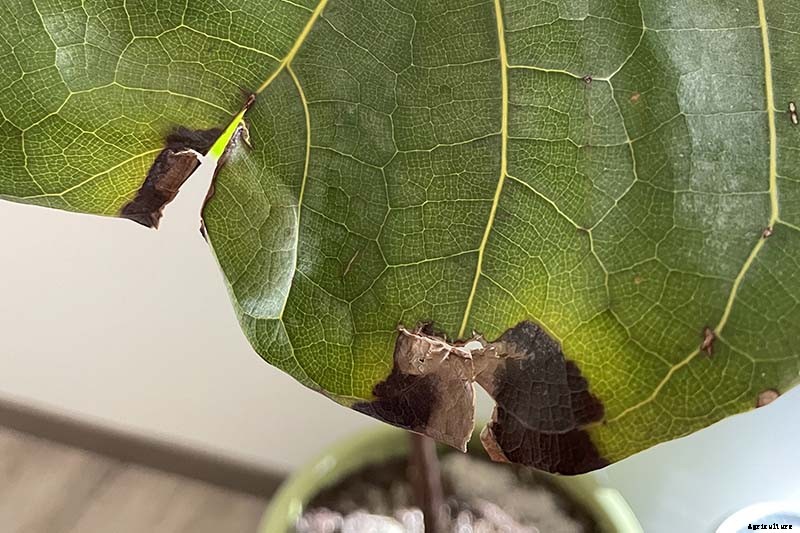 How to Grow and Care for Fiddle-Leaf Fig