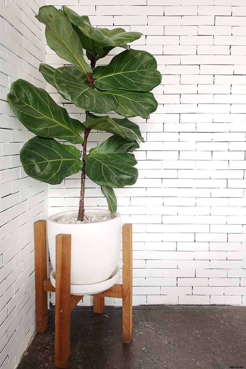 How to Grow and Care for Fiddle-Leaf Fig