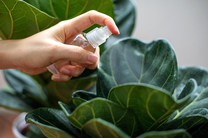 How to Grow and Care for Fiddle-Leaf Fig