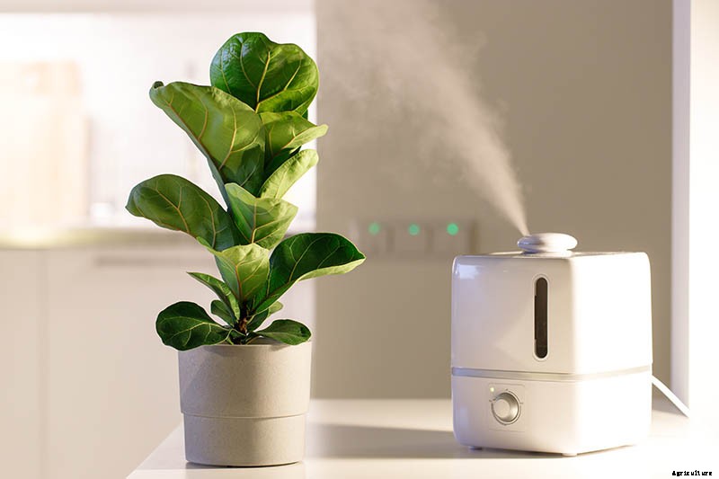 How to Grow and Care for Fiddle-Leaf Fig