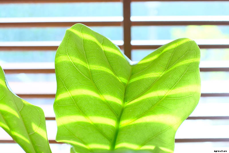 How to Grow and Care for Fiddle-Leaf Fig