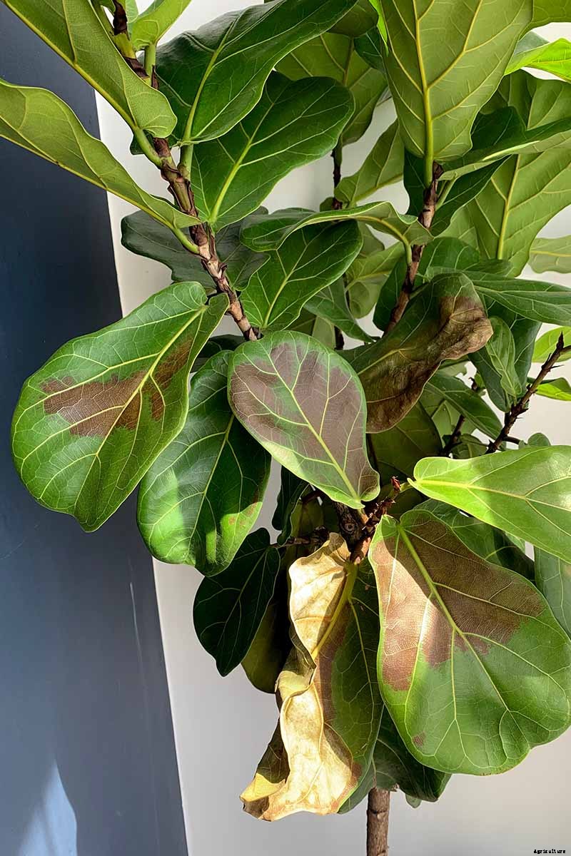 How to Grow and Care for Fiddle-Leaf Fig