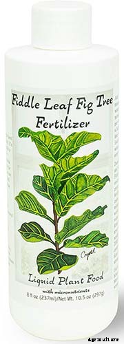 How to Grow and Care for Fiddle-Leaf Fig