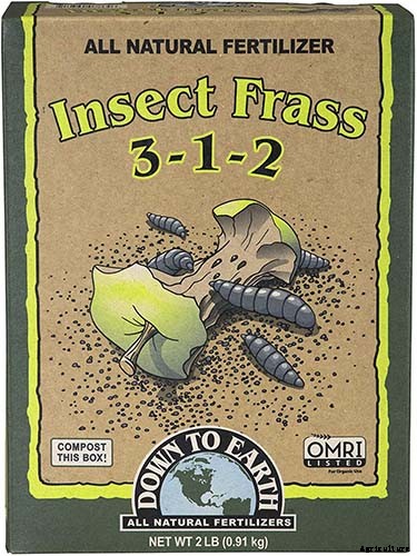 How to Grow and Care for Fiddle-Leaf Fig