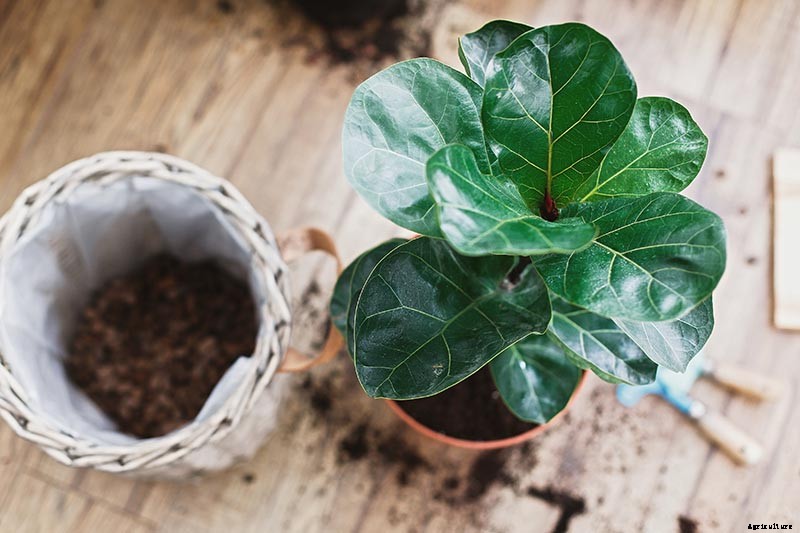 How to Grow and Care for Fiddle-Leaf Fig