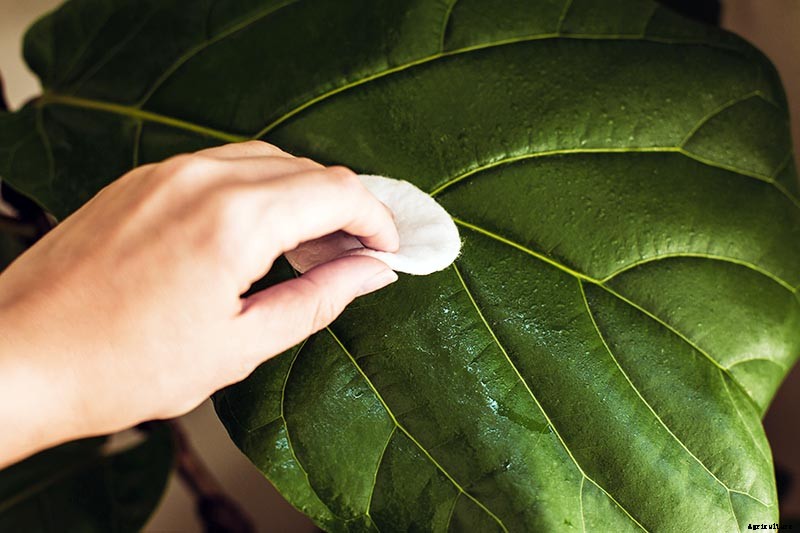How to Grow and Care for Fiddle-Leaf Fig